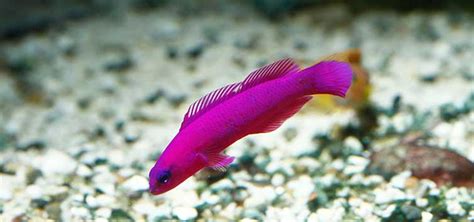 dottyback fish|The Dottyback: Choose Carefully! .